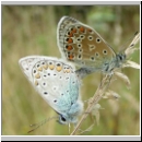 Polyommatus icarus - Hauhechelblaeuling 02.jpg